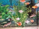 Zdjęcie przedstawiające akwarium z rybkami