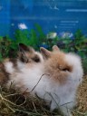 Zdjęcie przedstawiające dwa króliki