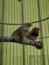Zdjęcie przedstawiające dwa ptaszki z czerwonymi dziobami